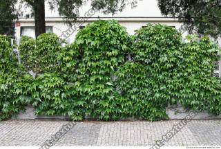 Photo Textures of Ivy